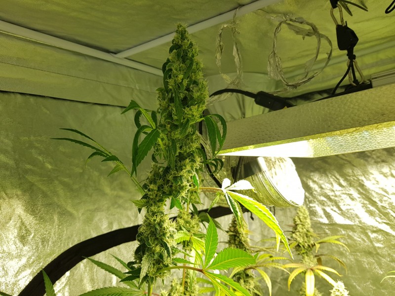 Shiva's xtra tall pheno