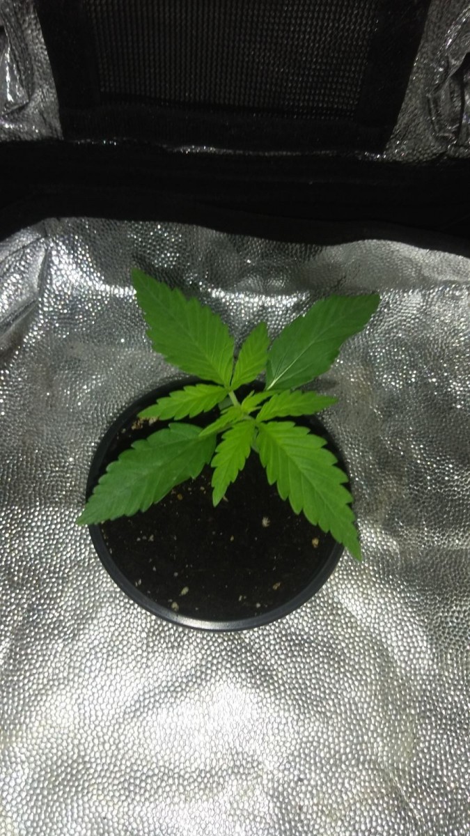 SEEDLING WEEK 2