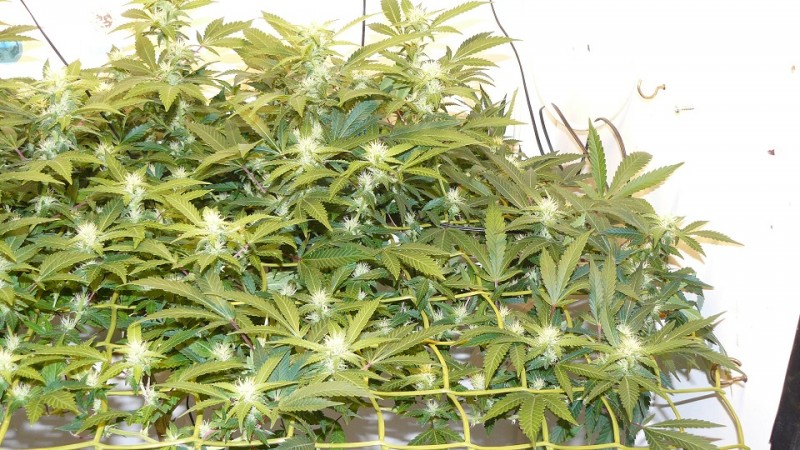 drobes 11 10 22 003