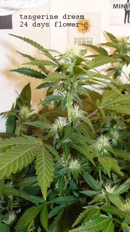 drobes 11 10 22 004