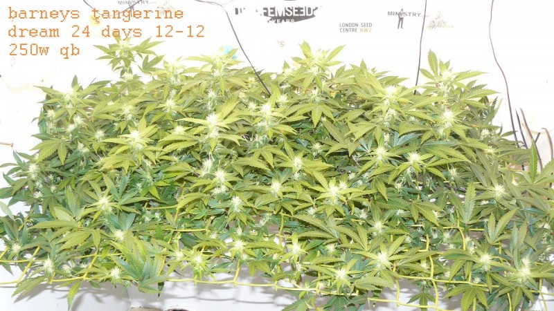 drobes 11 10 22 007