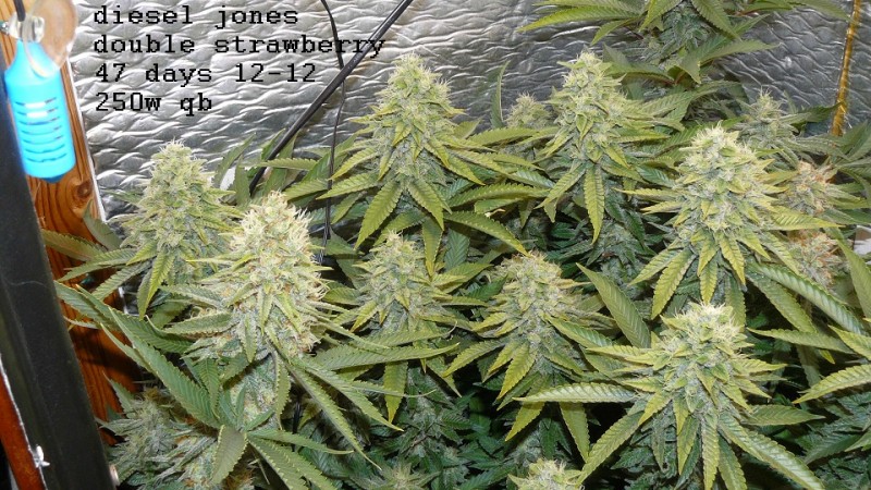 drobes 11 10 22 017