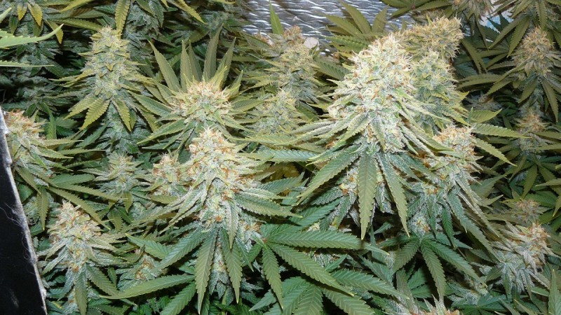 drobes 11 10 22 019