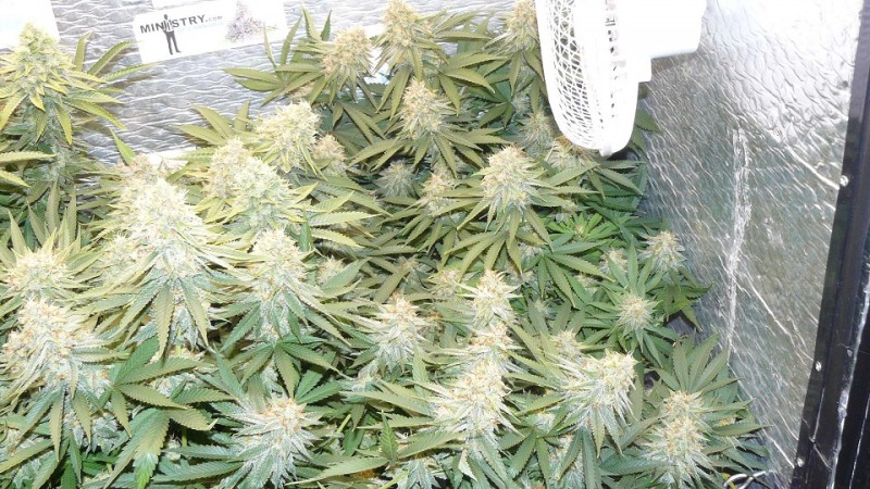 drobes 11 10 22 020
