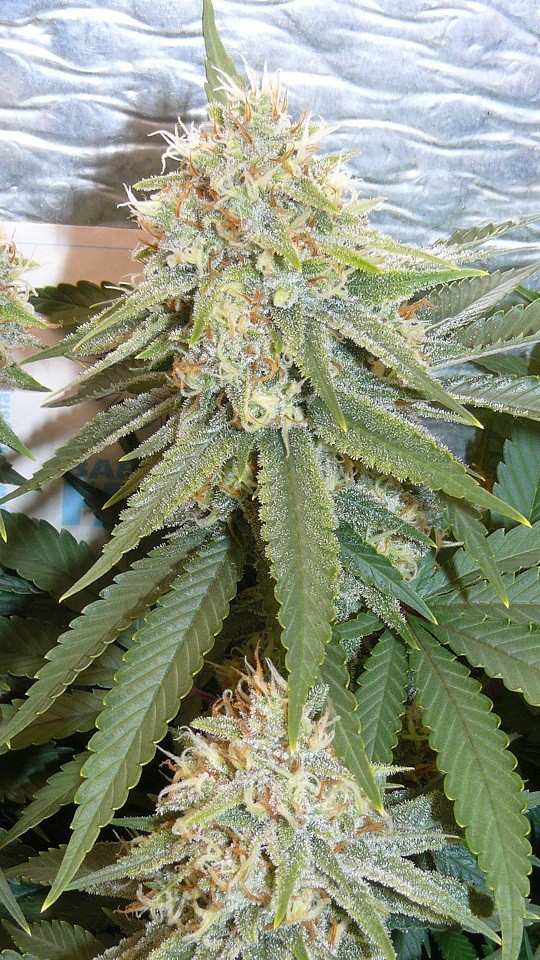 drobes 11 10 22 024