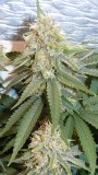 drobes 11 10 22 024