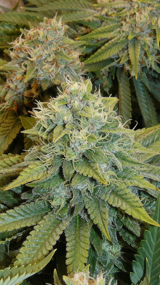 drobes 11 10 22 027