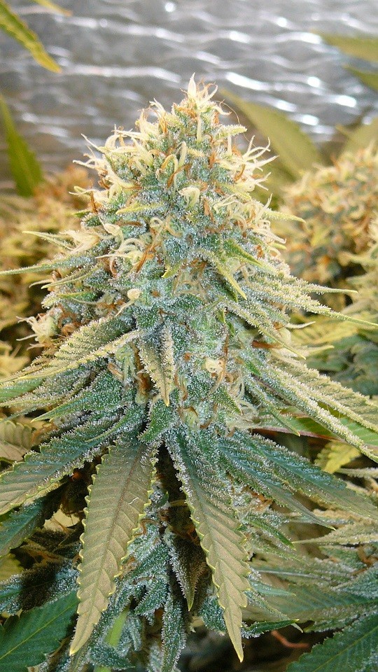 drobes 11 10 22 028