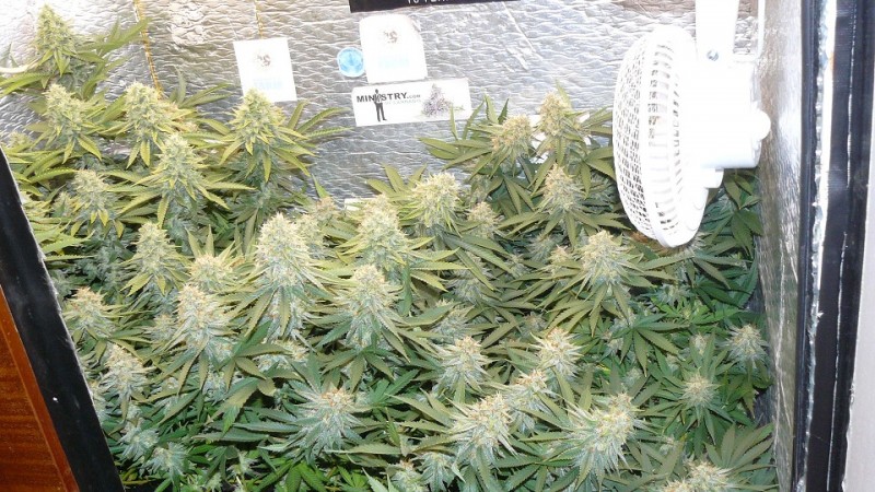drobes 11 10 22 029