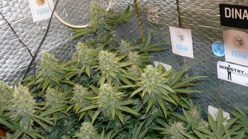 drobes 11 10 22 030