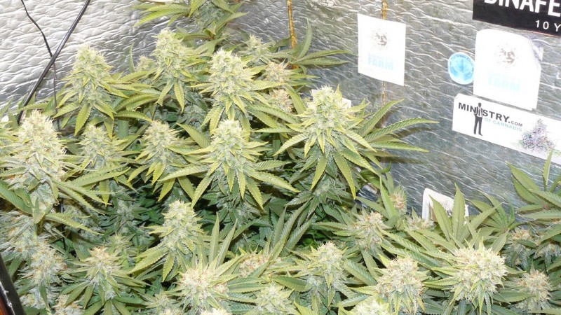 drobes 11 10 22 031