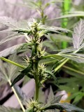 Early stages of flower (autoflower)