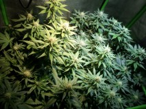 SAM_2367