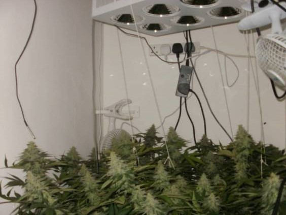 Agent Orange