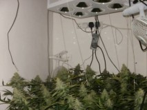 Agent Orange