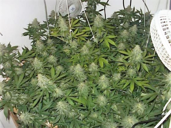 Agent Orange