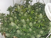 Agent Orange