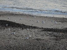 DSCN3460
