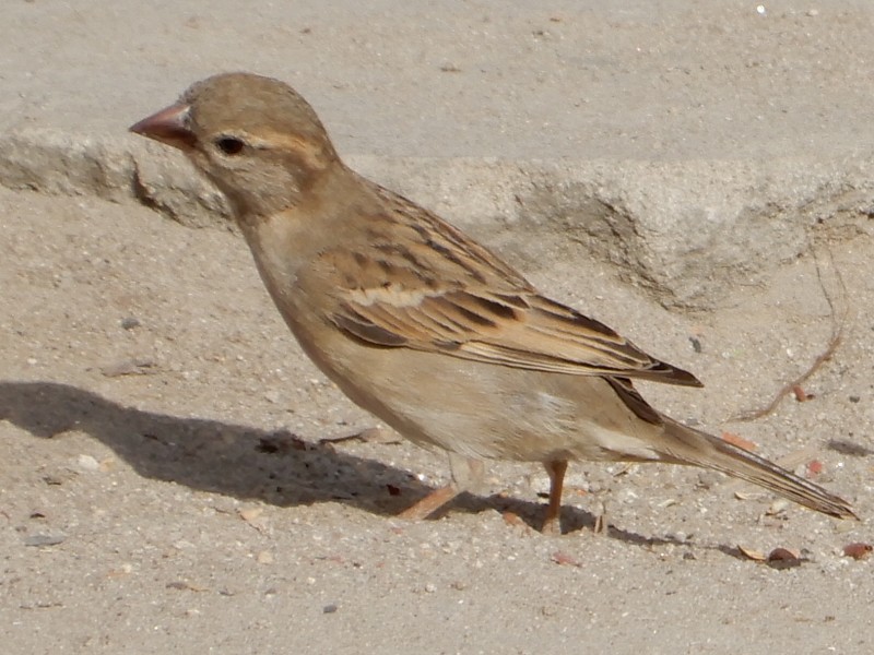 RSCN1676