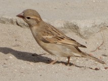 RSCN1676