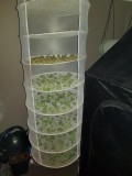 Agent Orange & Exodus Cheese Harvest