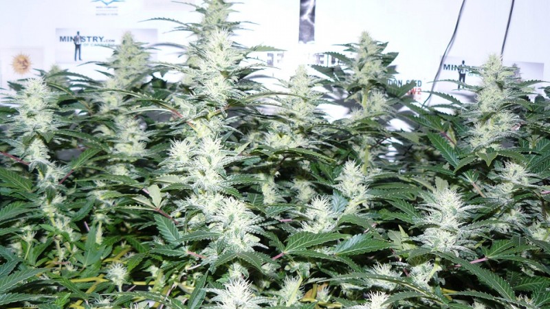 drobes 20 10 22 005