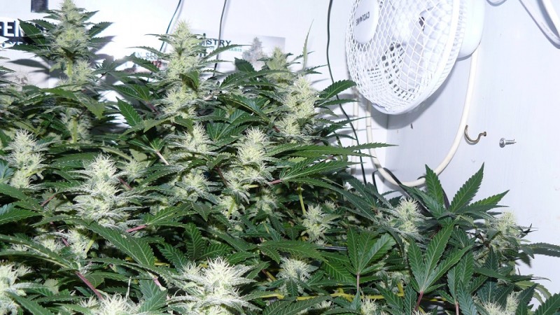 drobes 20 10 22 006
