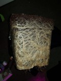 Roots