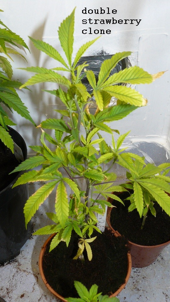 drobes 20 10 22 022
