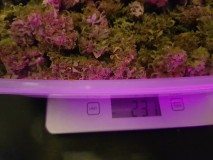 Agent Orange