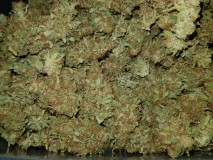 Agent Orange