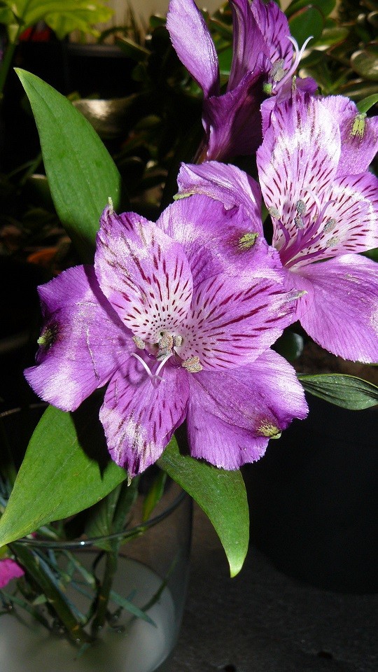 drobes 20 10 22 042