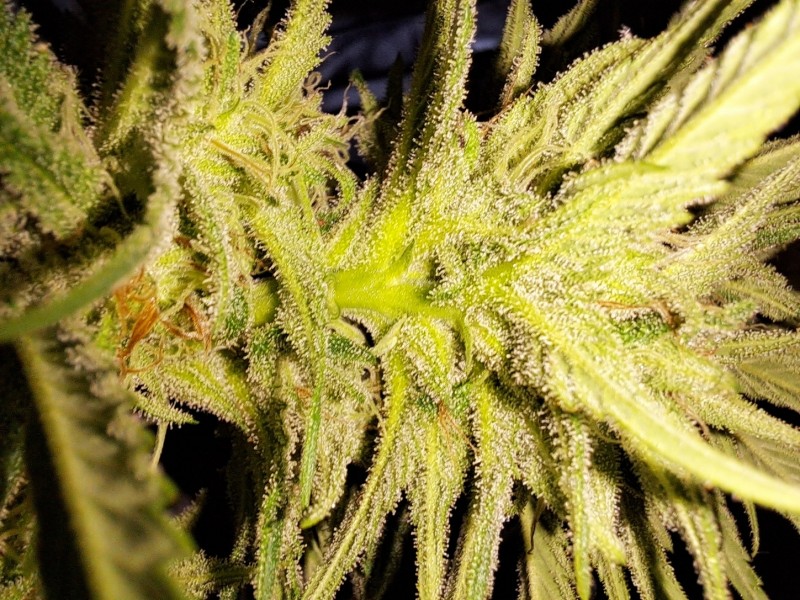 Agent Orange