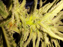 Agent Orange