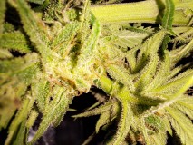 Agent Orange