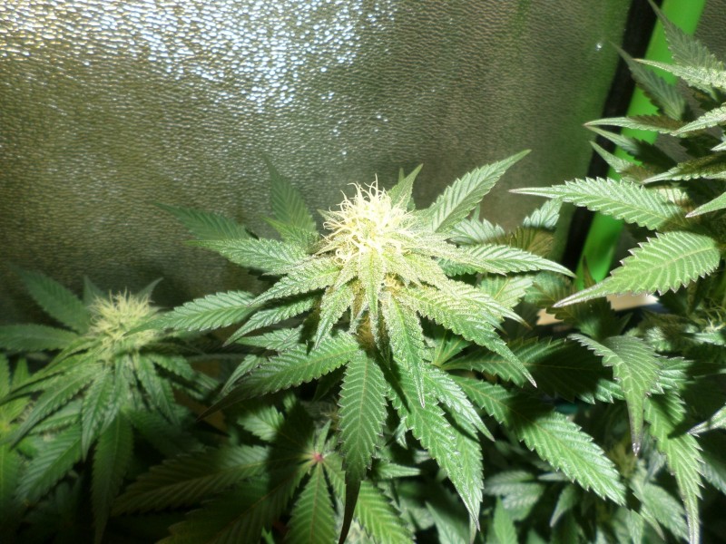 blackapple1