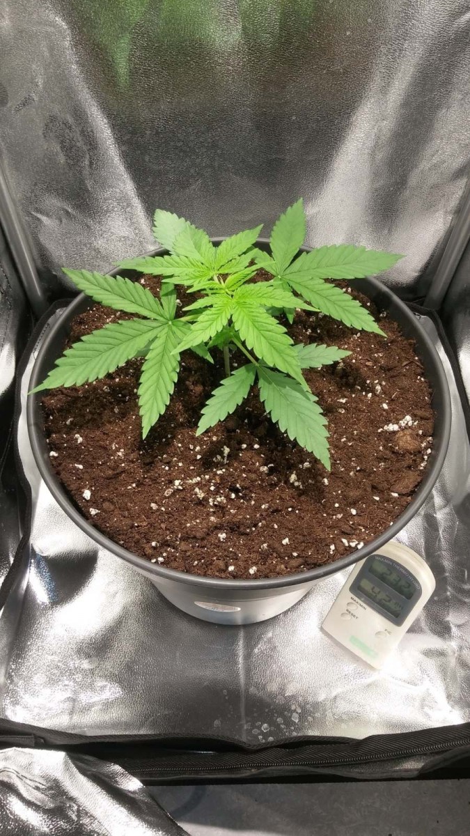 WEEK 1 GROW