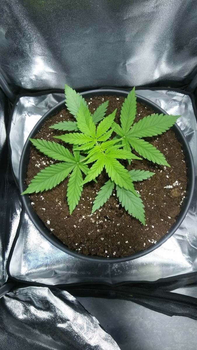 WEEK 1 GROW