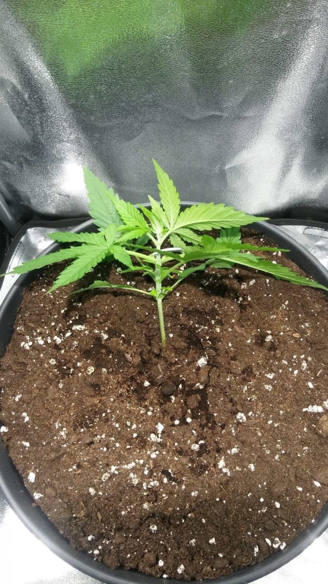 WEEK 1 GROW