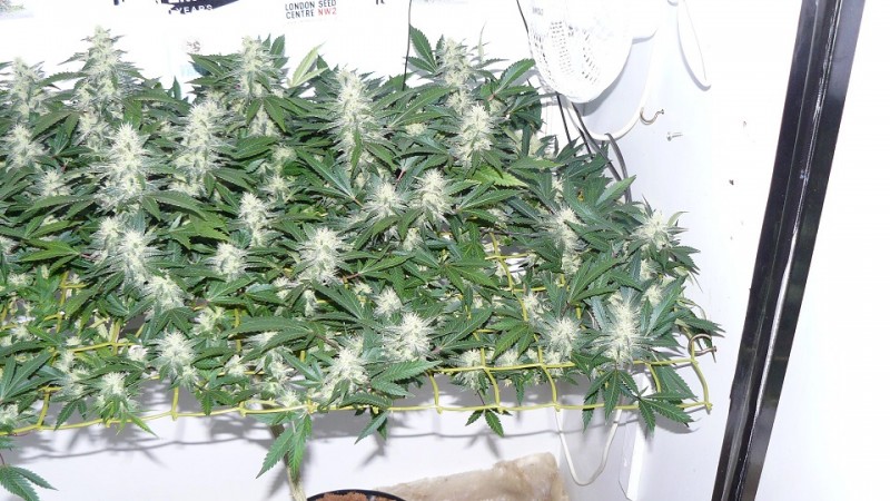 drobes 24 10 22 003