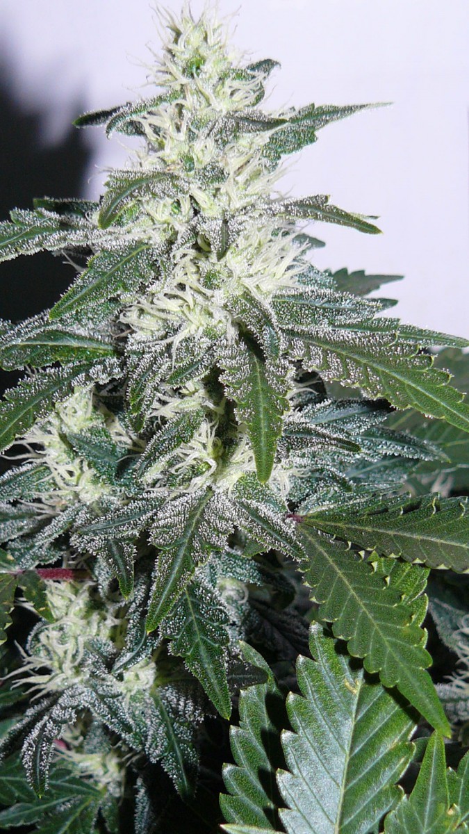 drobes 24 10 22 007