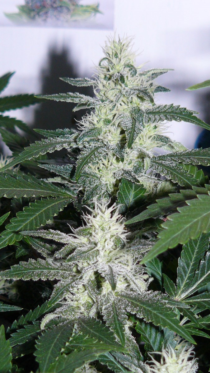 drobes 24 10 22 009