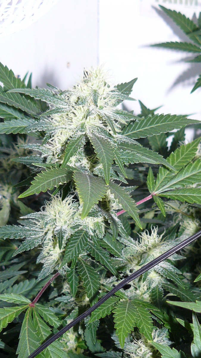 drobes 24 10 22 012