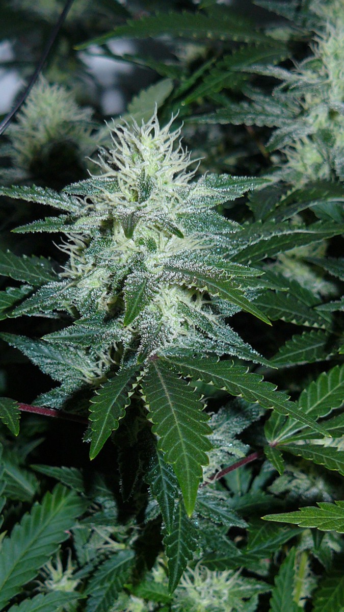 drobes 24 10 22 014
