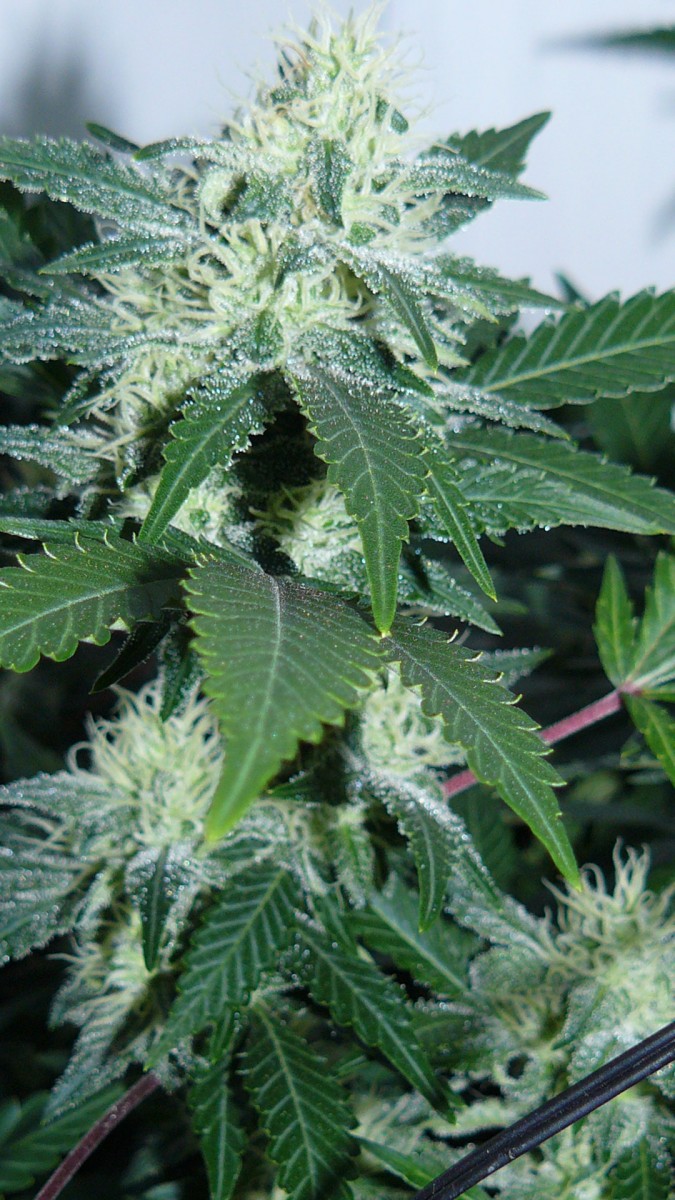 drobes 24 10 22 016