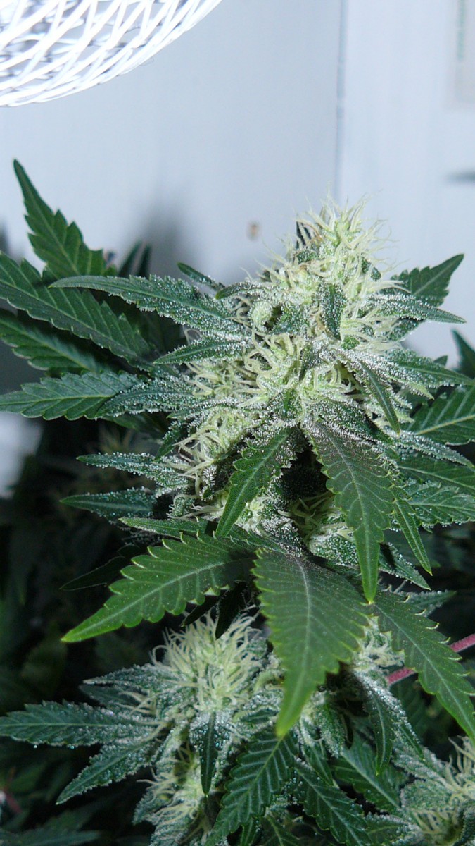 drobes 24 10 22 017