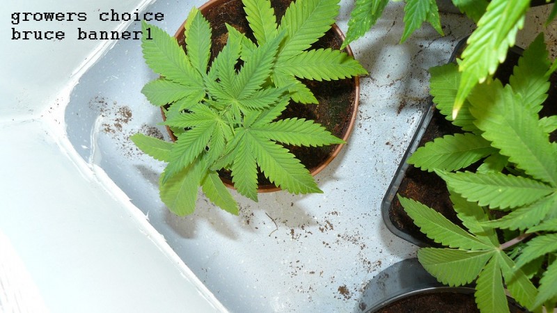 drobes 24 10 22 028