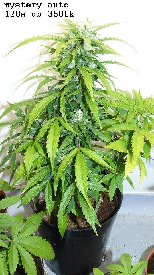 drobes 24 10 22 034
