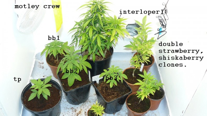 drobes 24 10 22 036