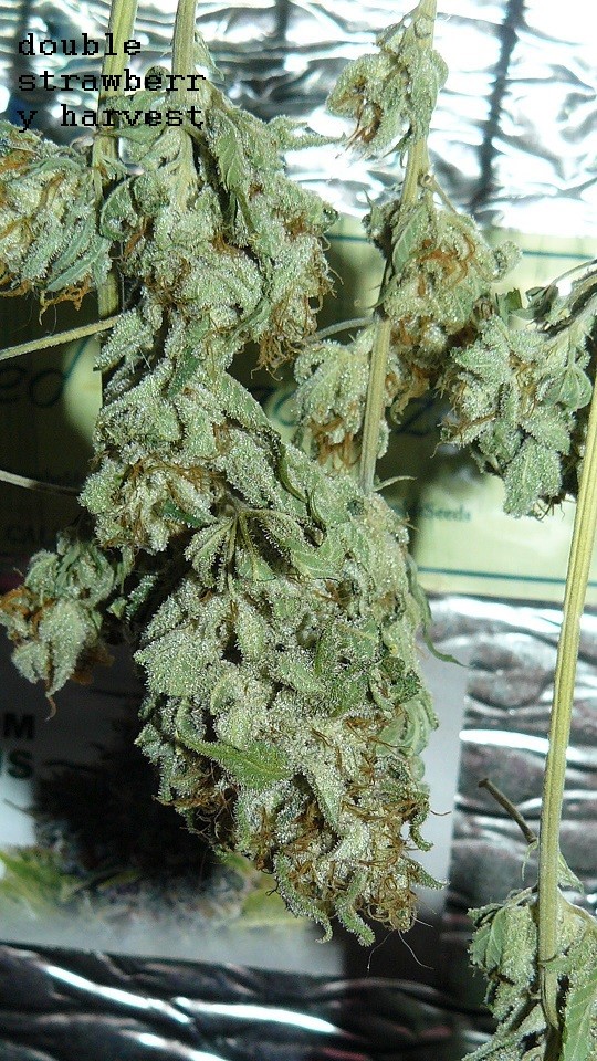 drobes 24 10 22 040